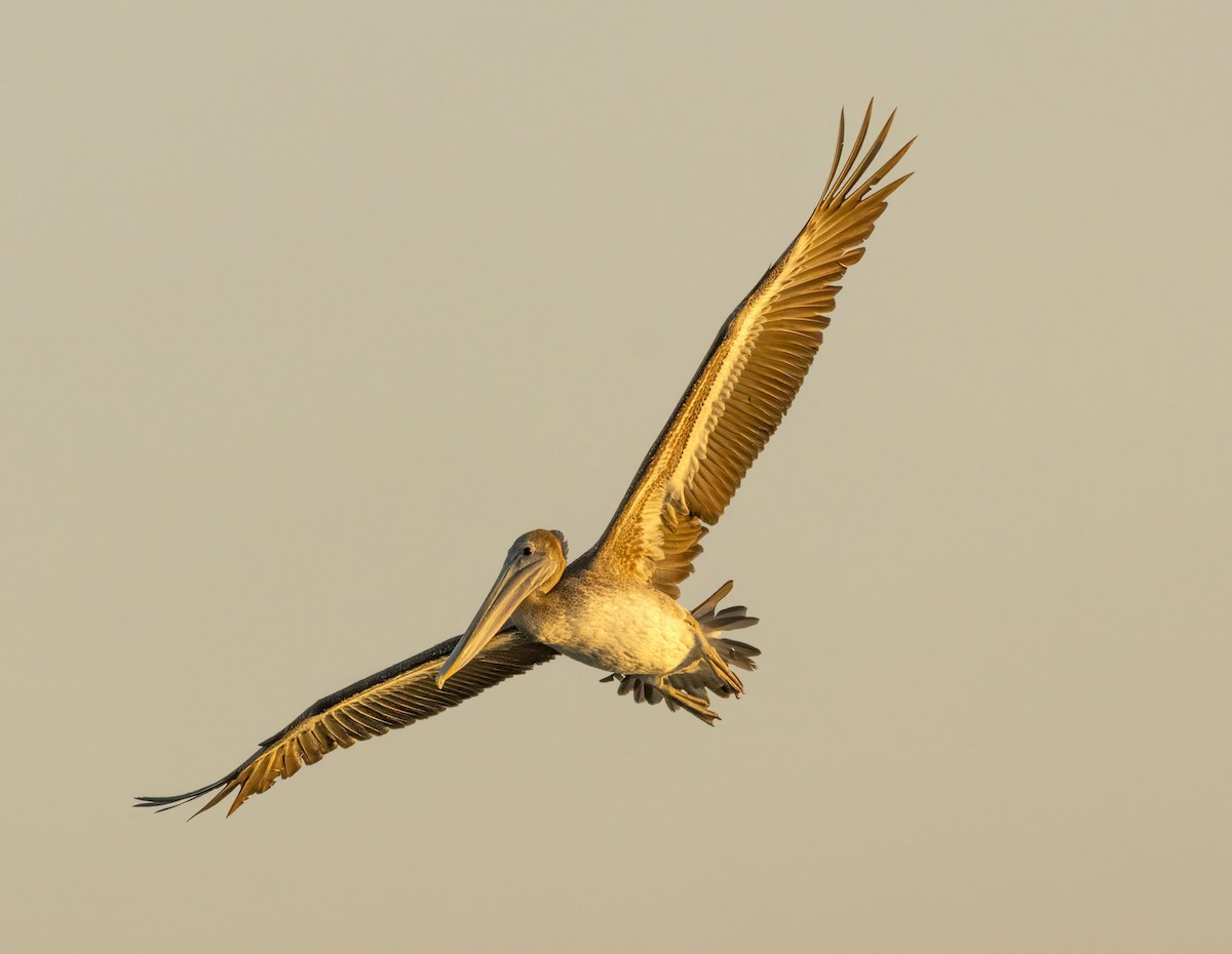 Brown Pelican - ML643556965