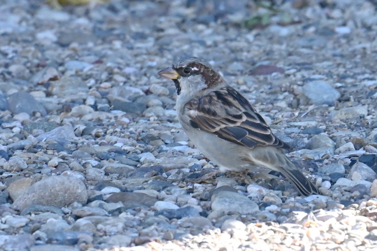 House Sparrow - ML643556985