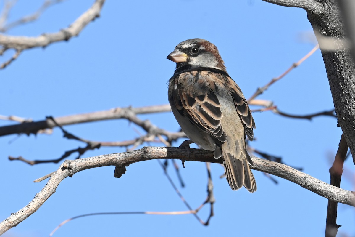 House Sparrow - ML643556986