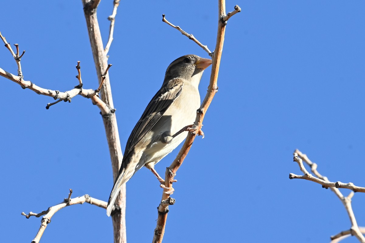 House Sparrow - ML643556987