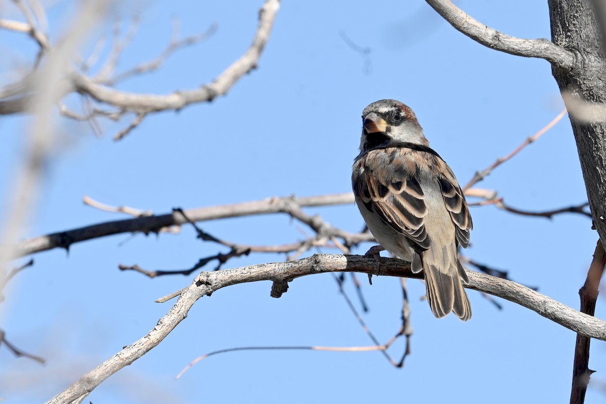 House Sparrow - ML643556989