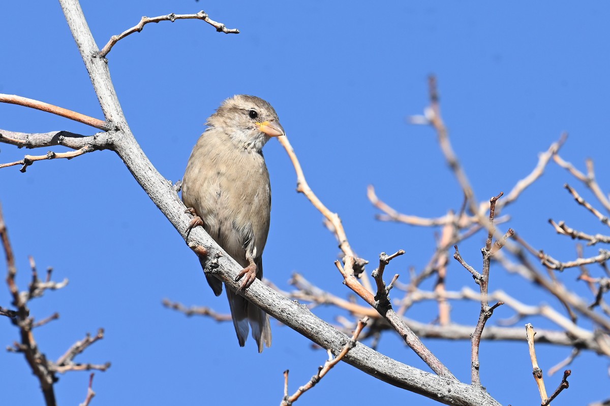 House Sparrow - ML643556990