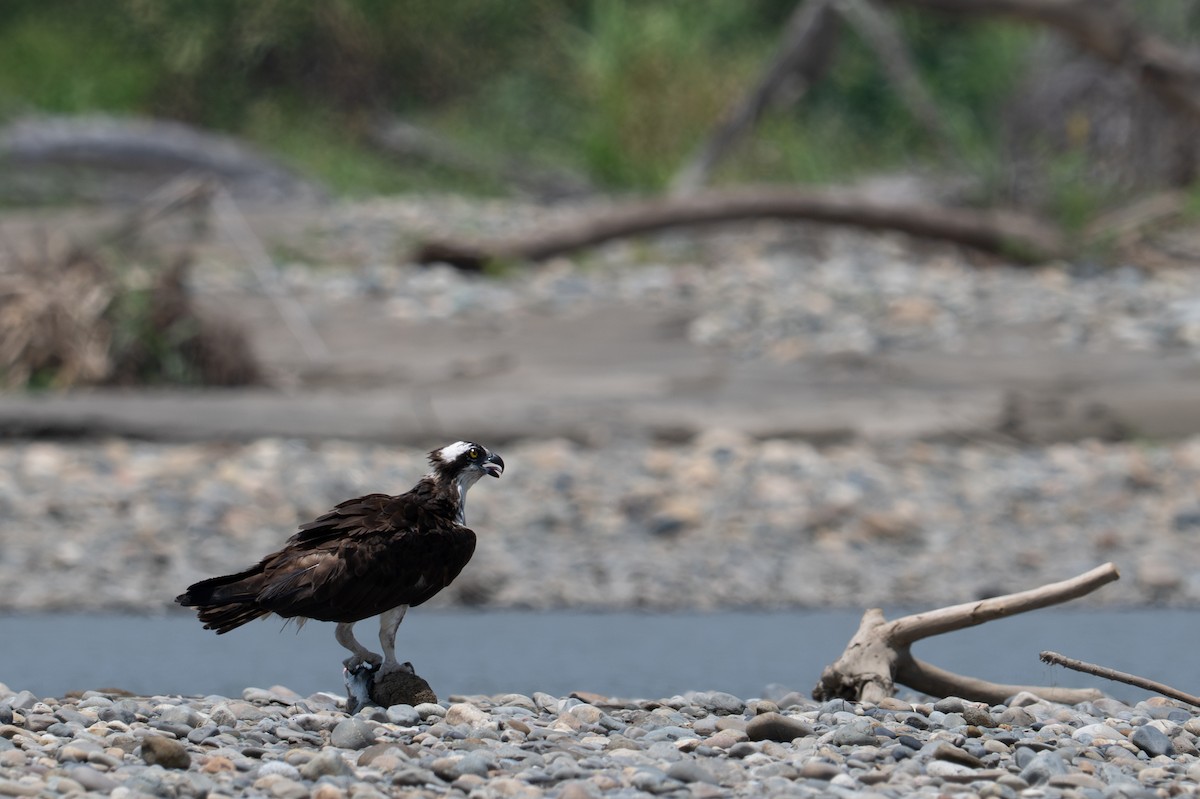 Osprey - ML643556993