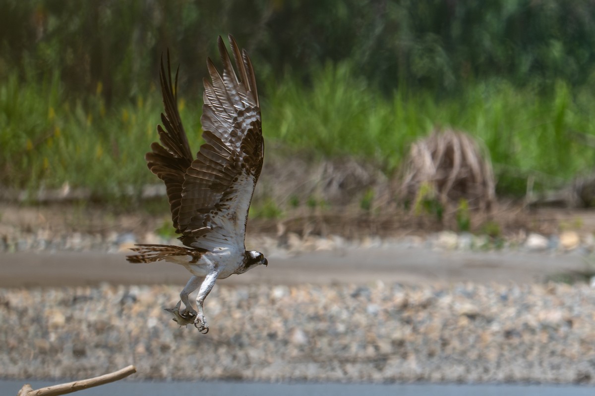 Osprey - ML643556997