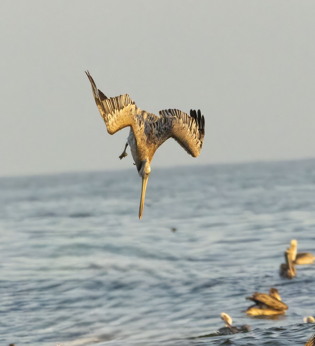 Brown Pelican - ML643557006