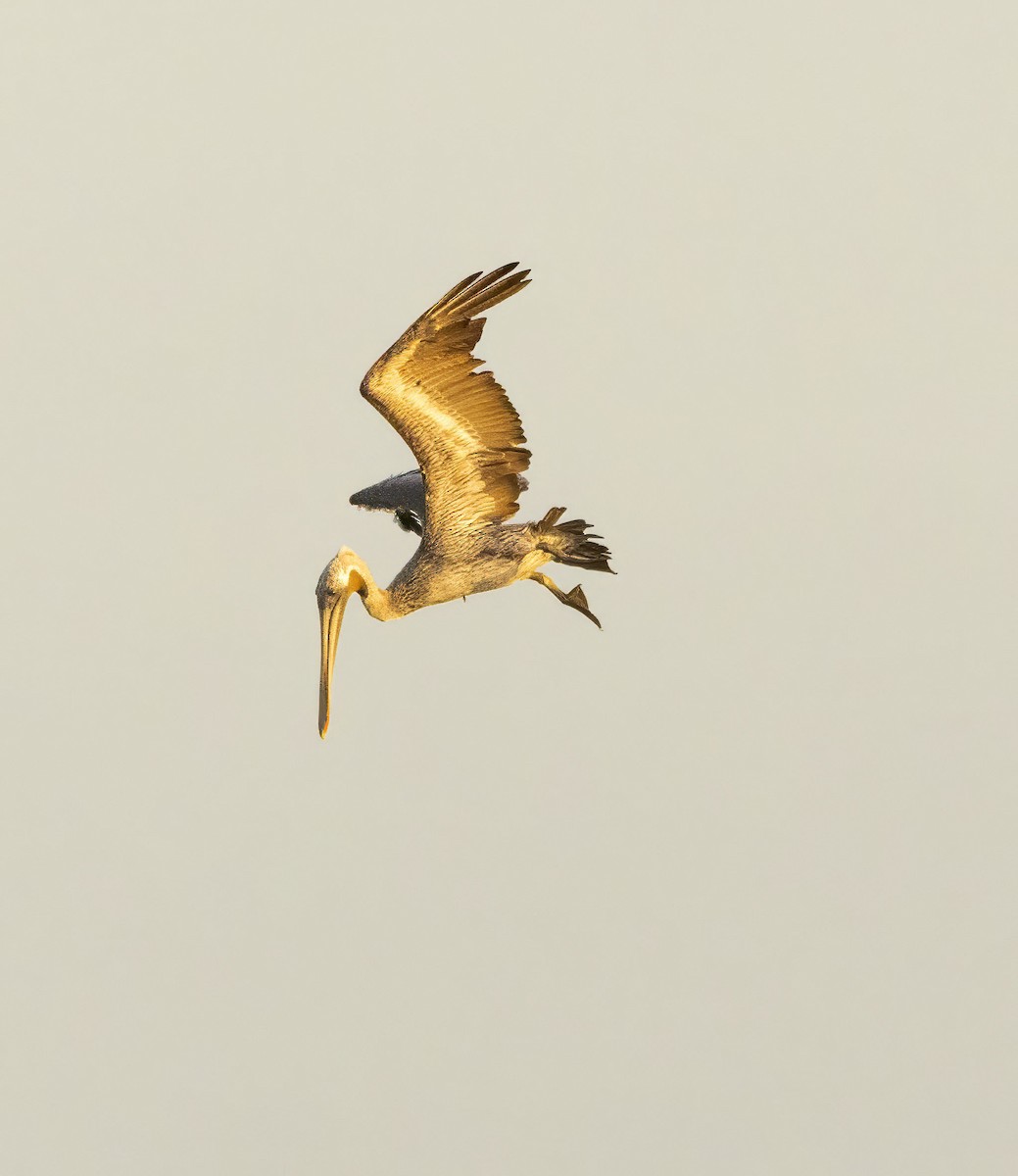 Brown Pelican - ML643557007