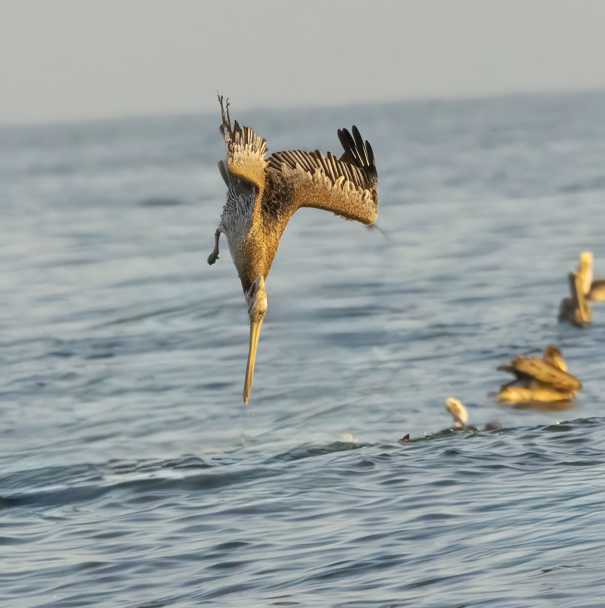 Brown Pelican - ML643557009