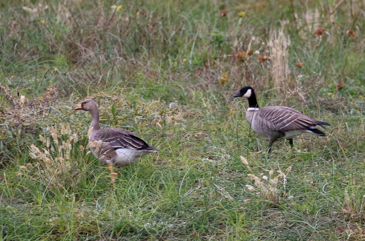 Cackling Goose - ML643557011