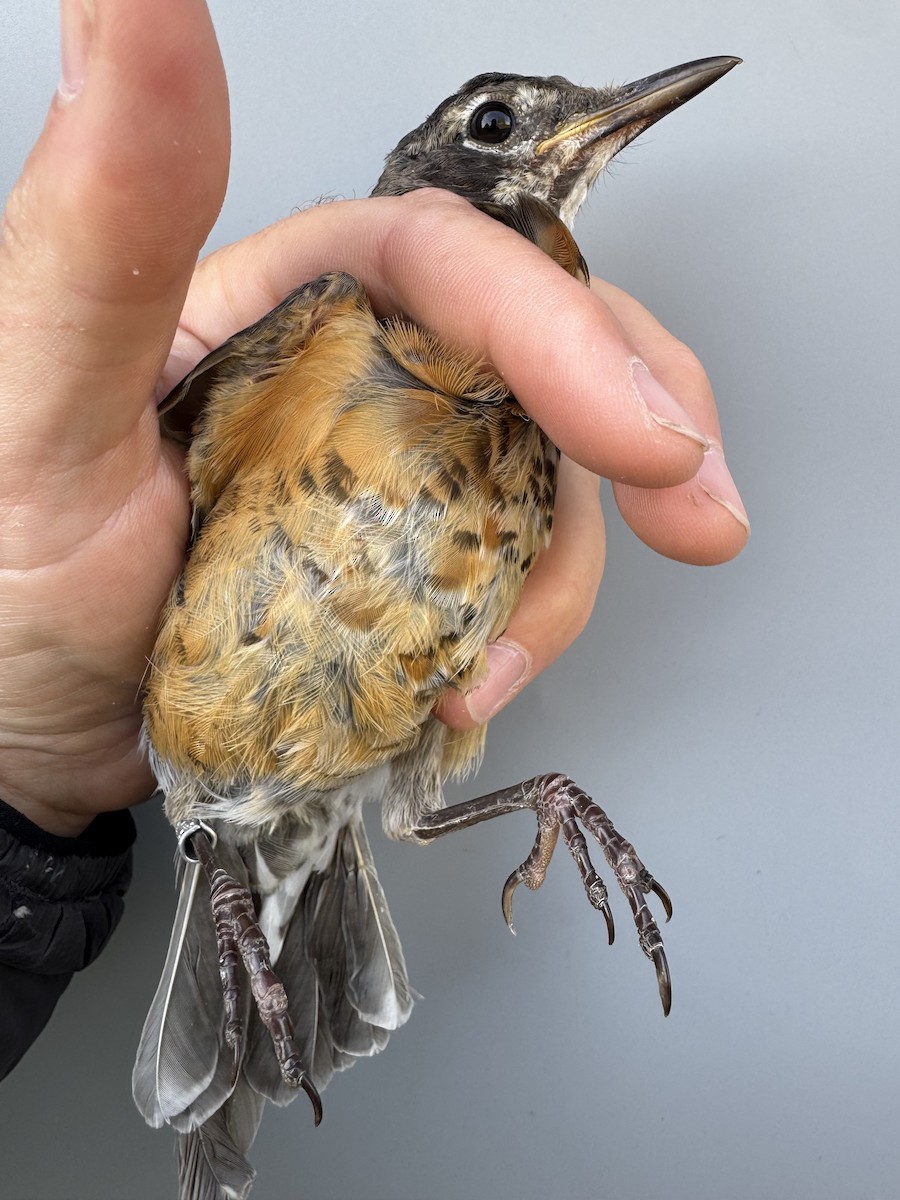 vandretrost (migratorius gr.) - ML643557027