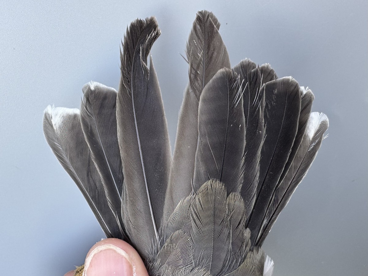 vandretrost (migratorius gr.) - ML643557028