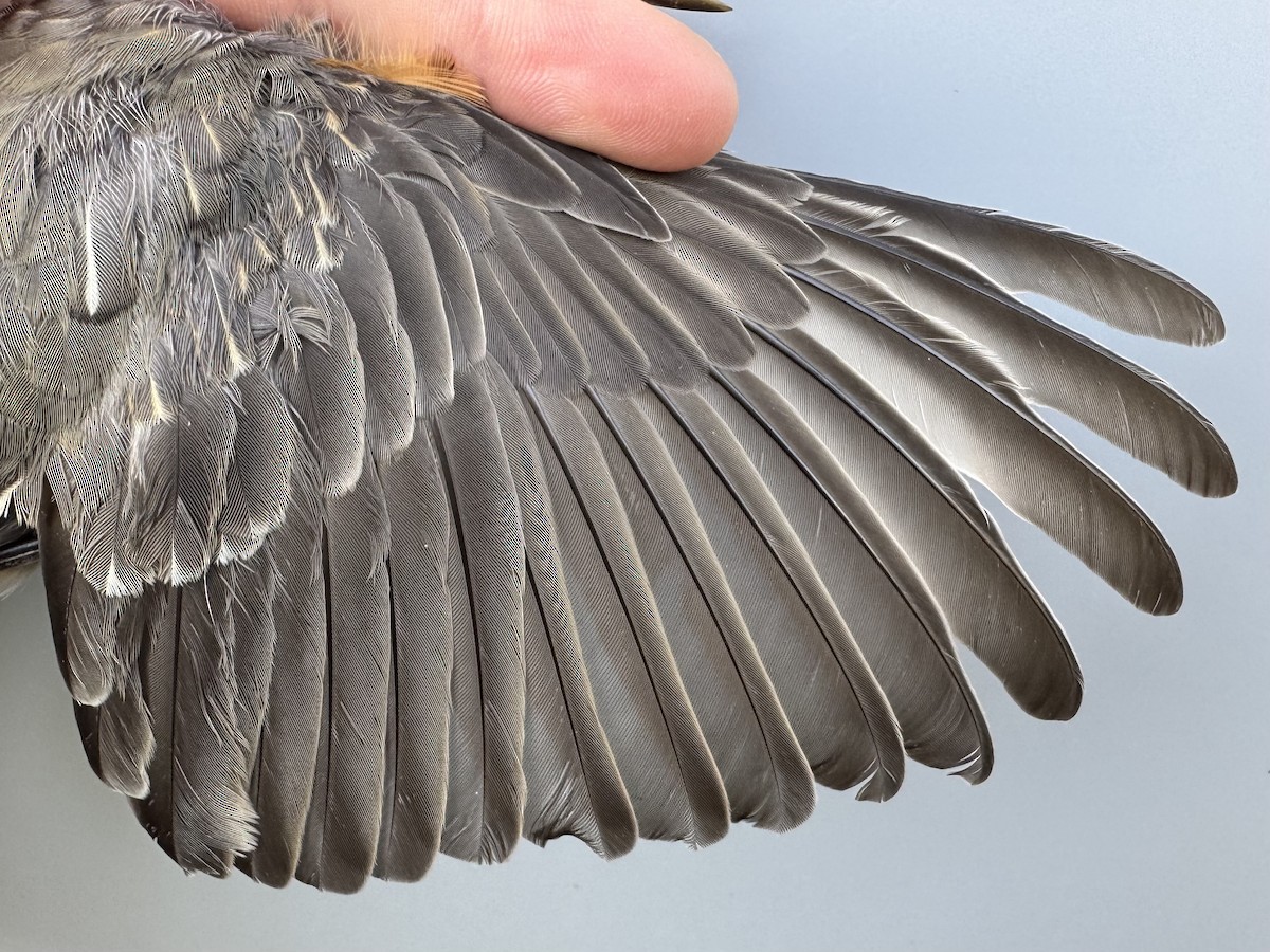 vandretrost (migratorius gr.) - ML643557029