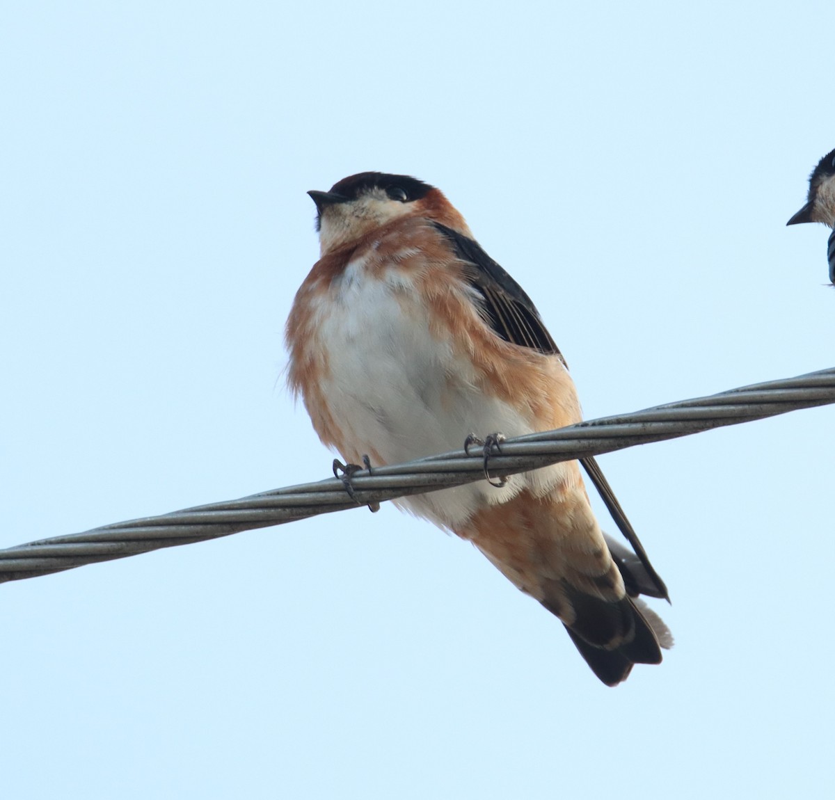 Chestnut-collared Swallow - ML643557053