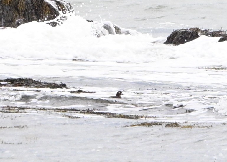 Harlequin Duck - ML643557070