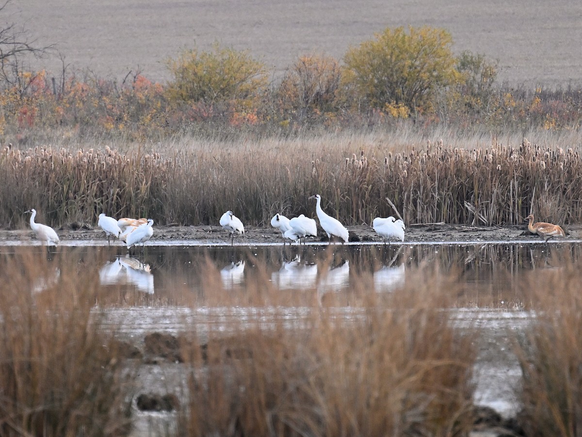 Whooping Crane - ML643557071