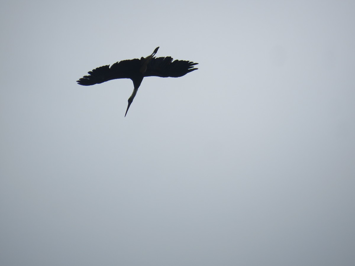 Cigogne à pattes noires - ML643557079