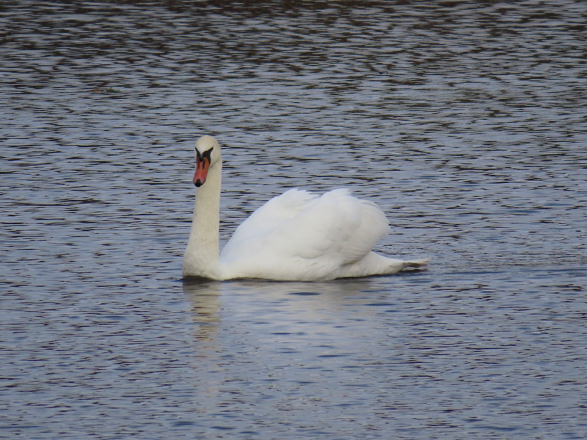 Mute Swan - ML643557083