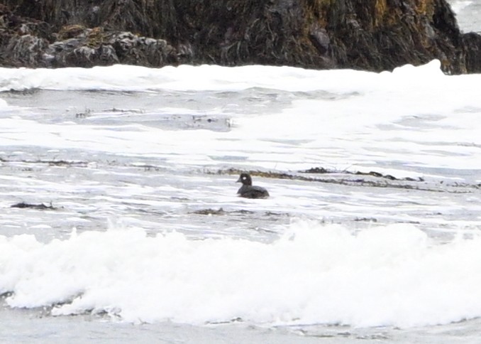 Harlequin Duck - ML643557084