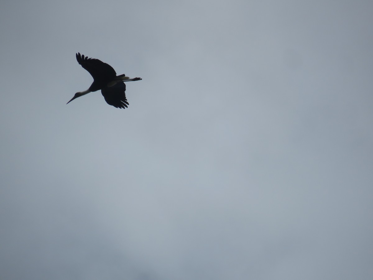 Cigogne à pattes noires - ML643557086