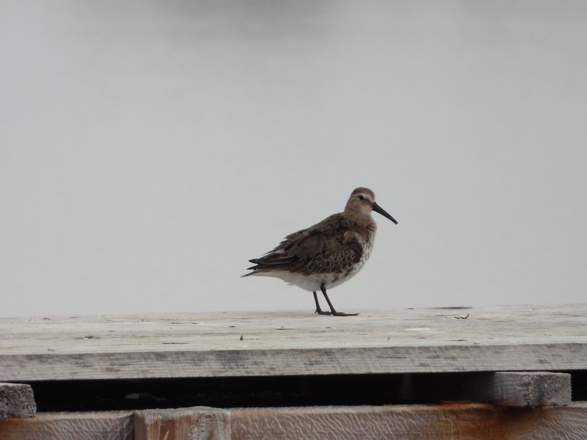 Побережник чорногрудий - ML643557089