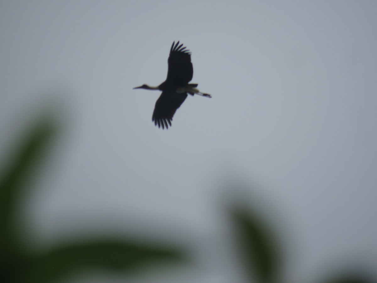 Cigogne à pattes noires - ML643557093