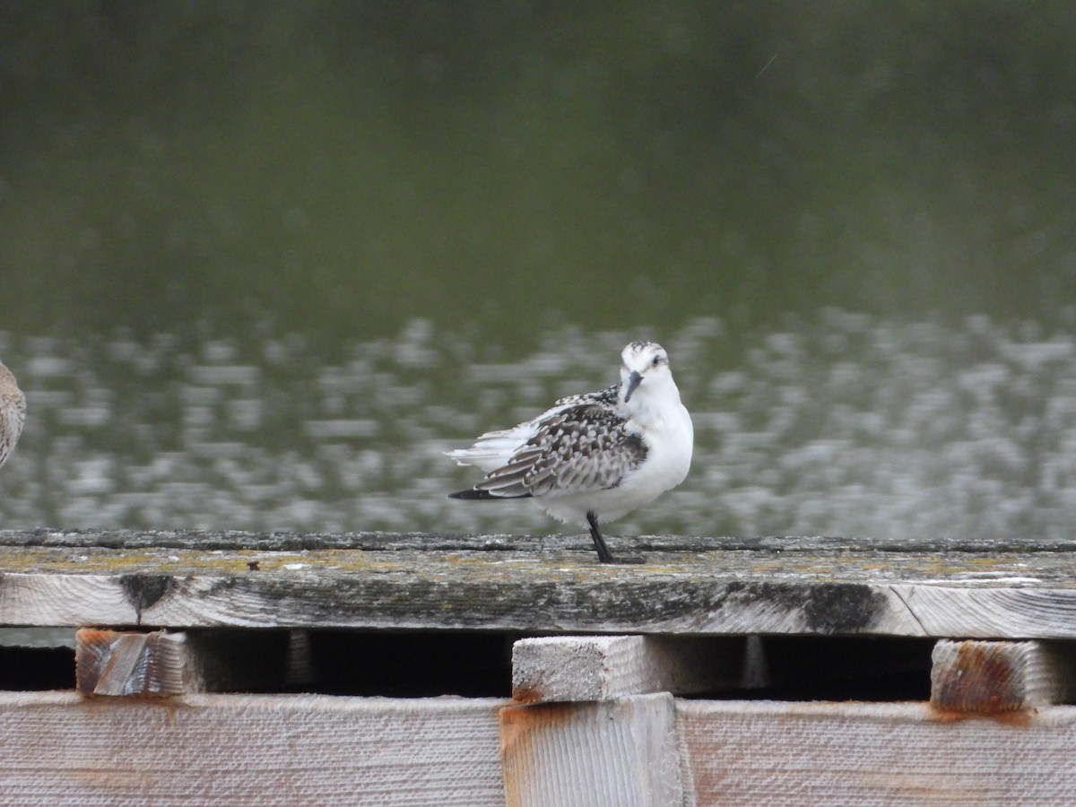 Побережник білий - ML643557100