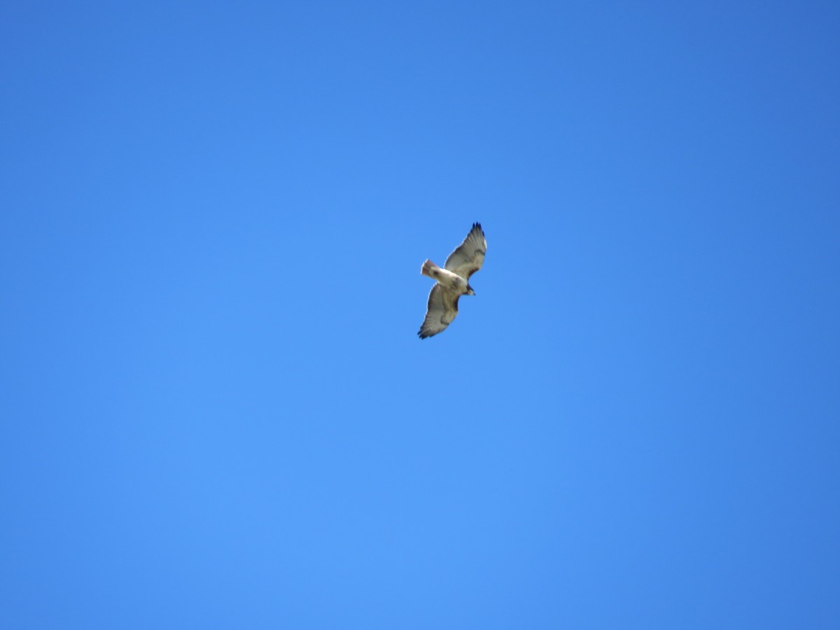 káně rudochvostá - ML643557104