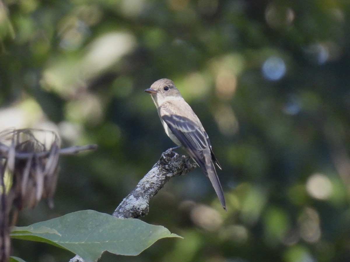 Eastern Wood-Pewee - ML643557105