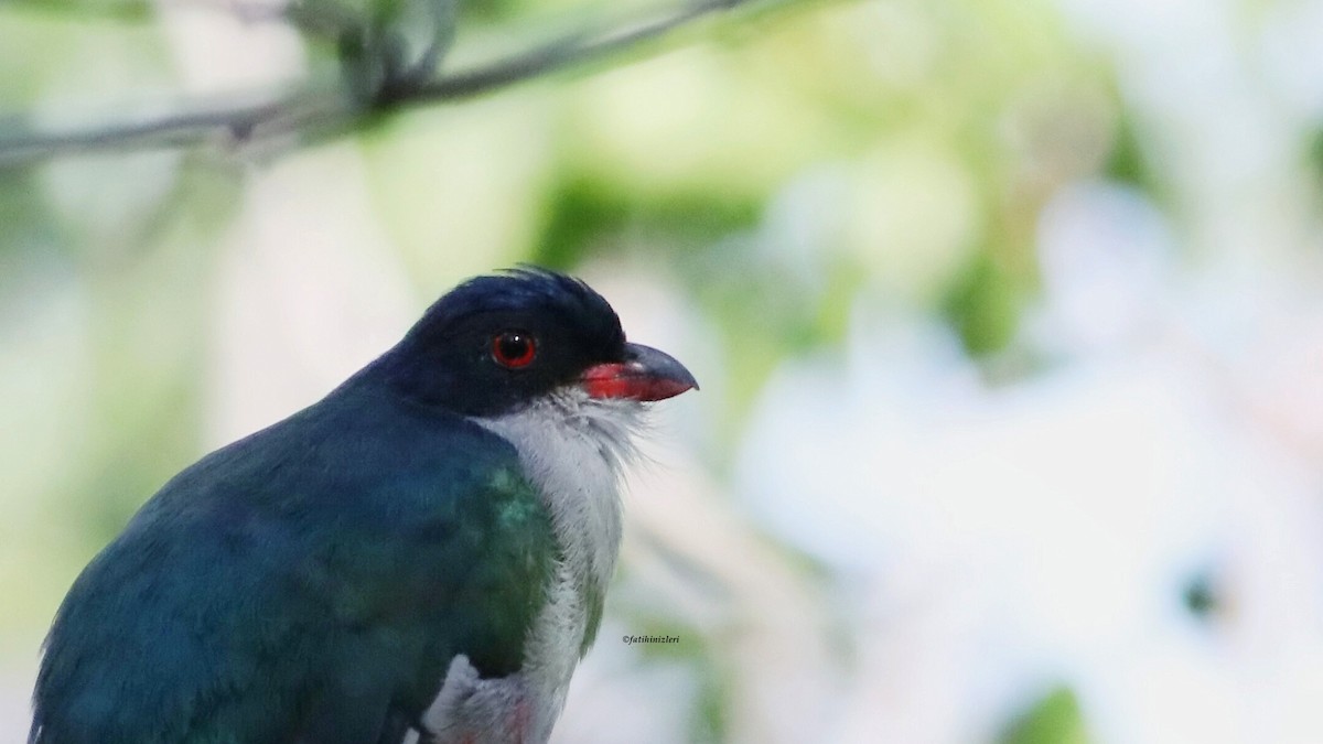 Cuban Trogon - ML643557106