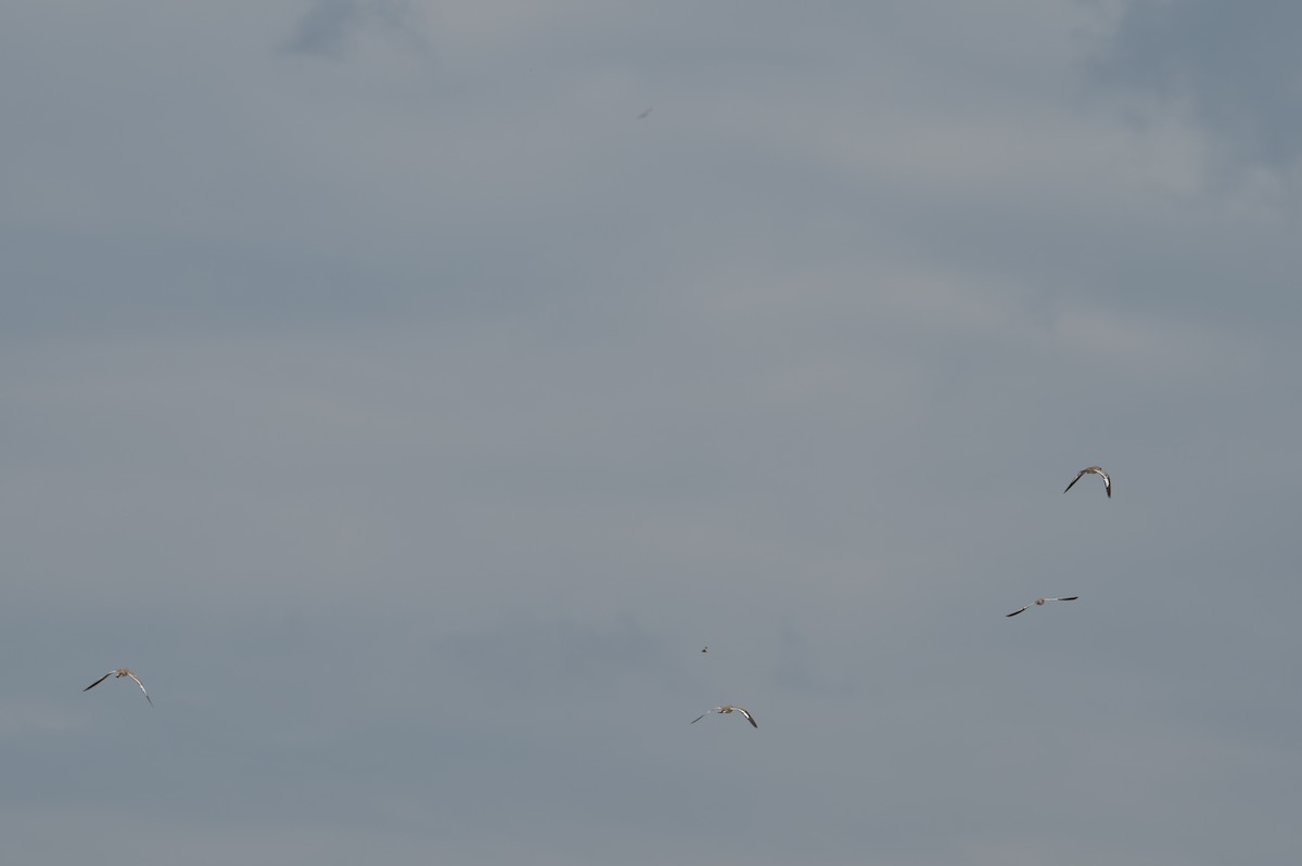 Sand-colored Nighthawk - ML643557107