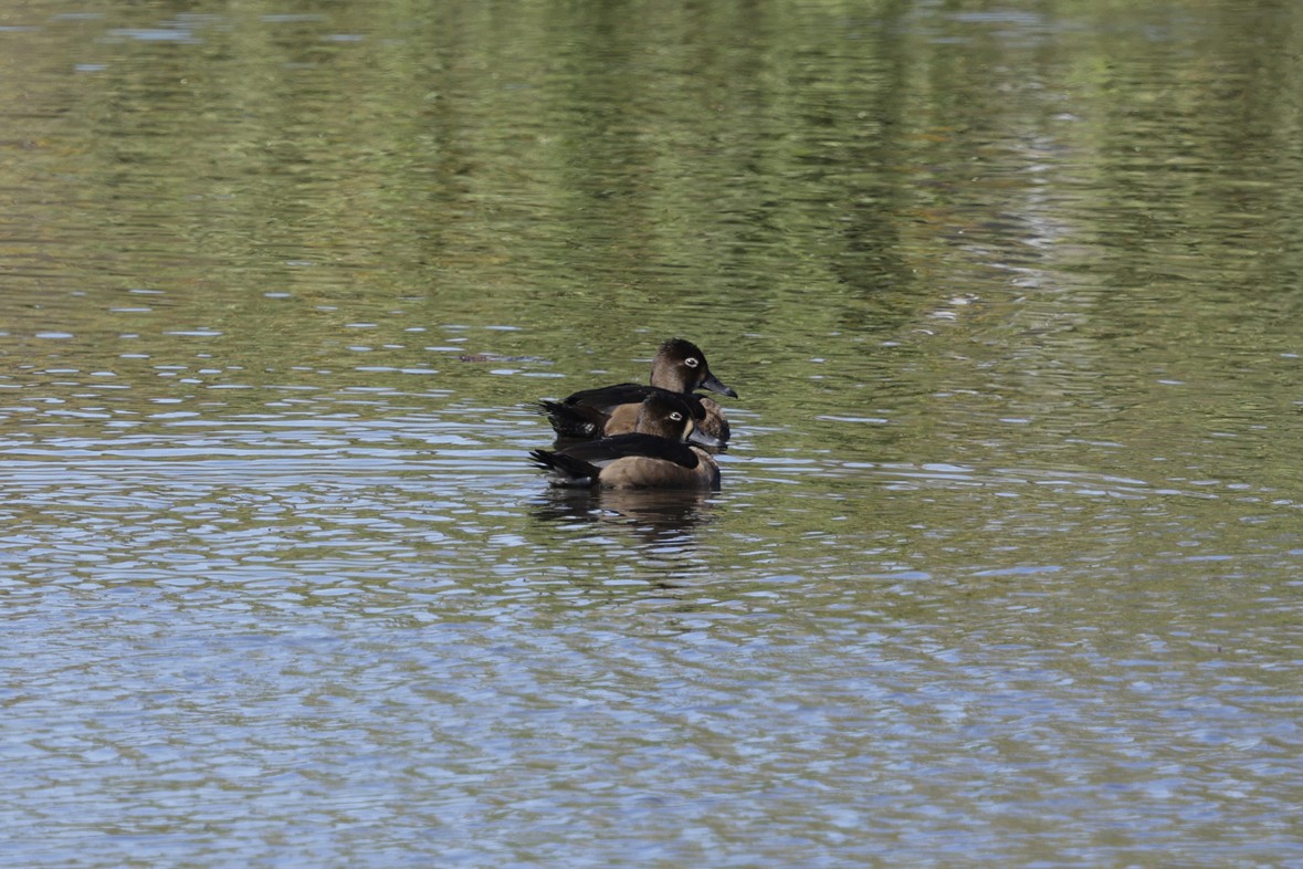 Ring-necked Duck - ML643557118