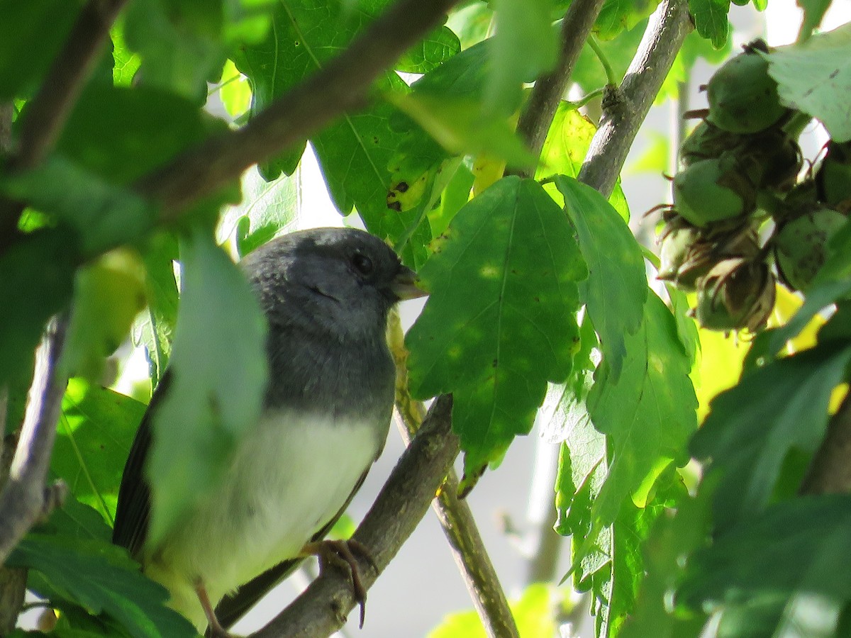 strnadec zimní - ML643557128