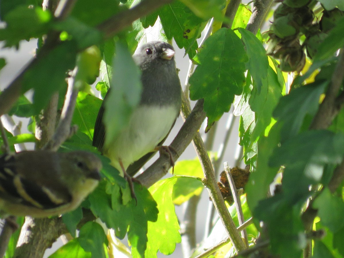 strnadec zimní - ML643557129