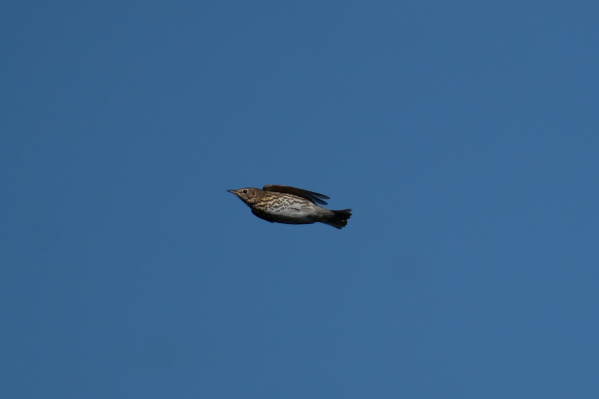 Song Thrush - ML643557130