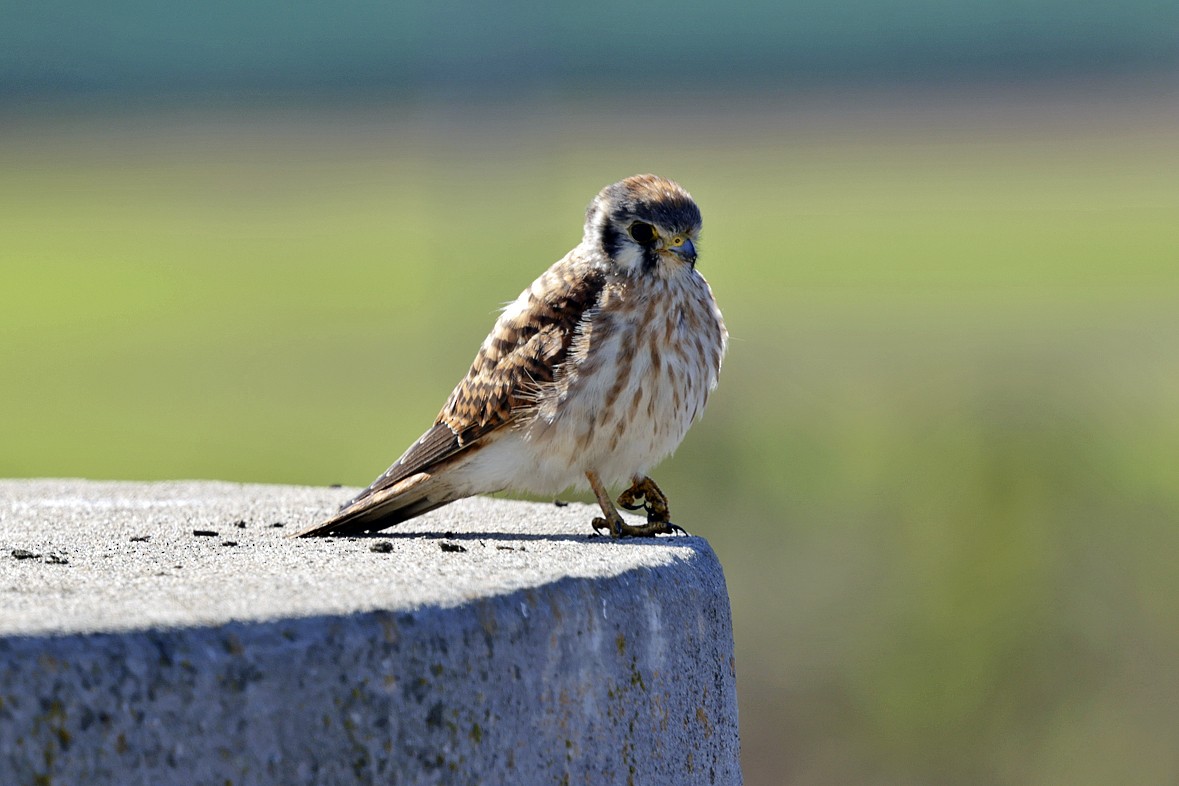 American Kestrel - ML643557134