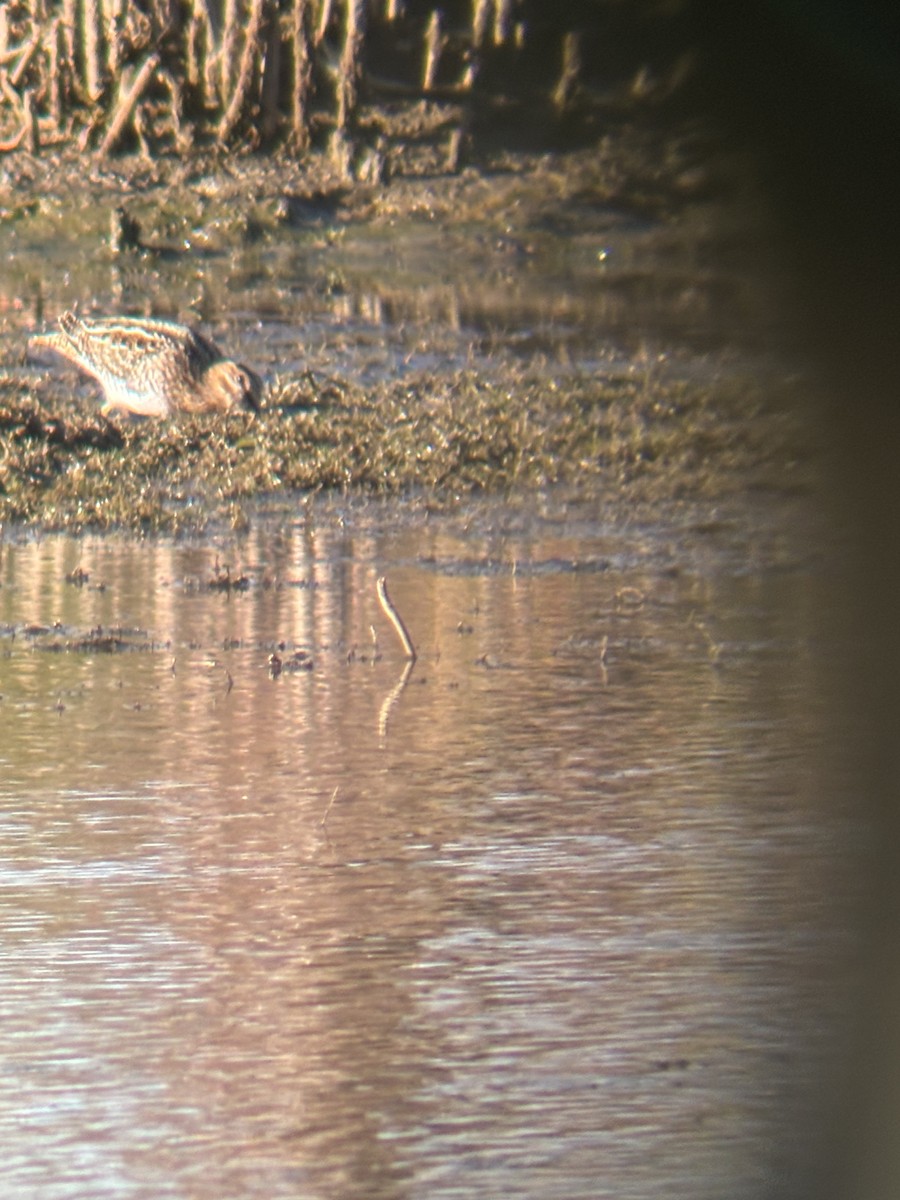 Wilson's Snipe - ML643557135