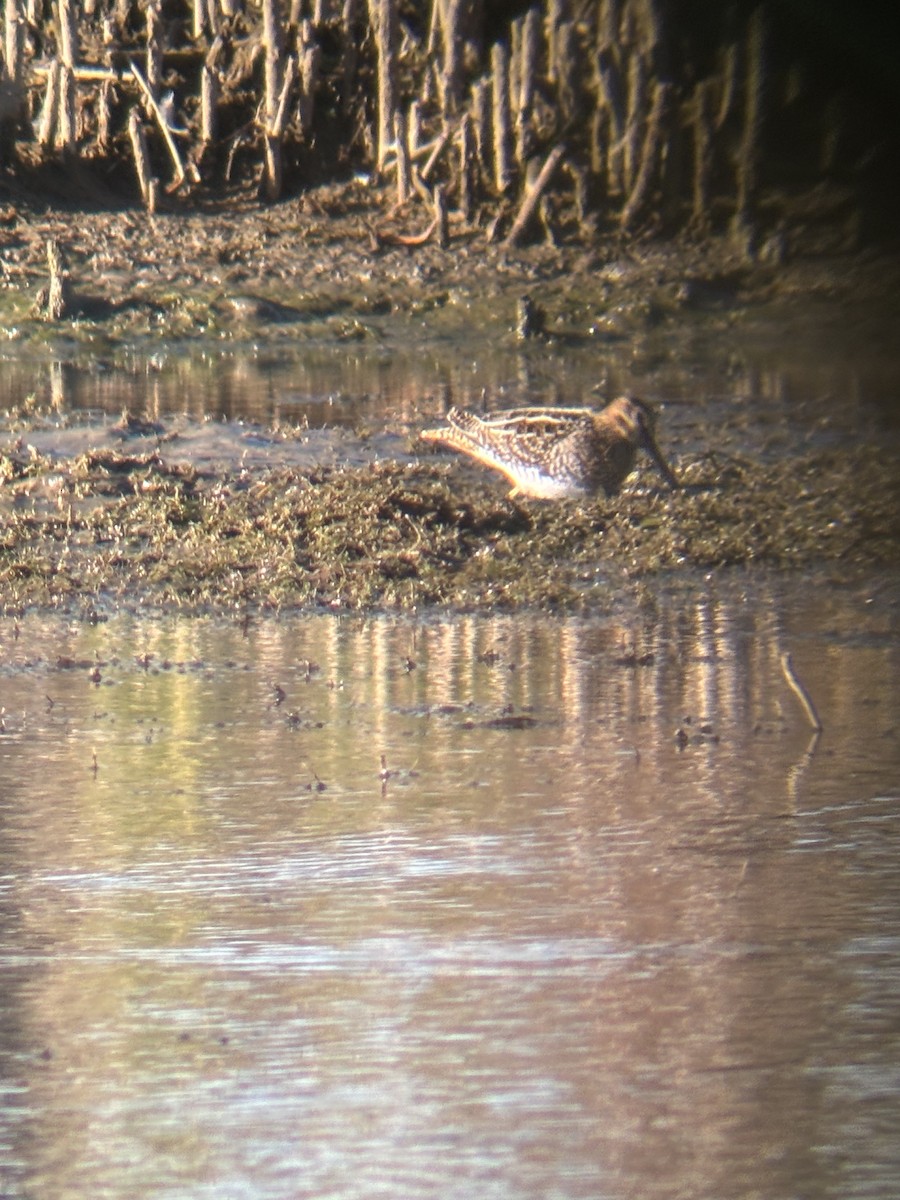 Wilson's Snipe - ML643557136