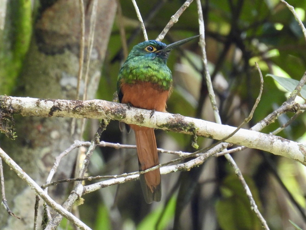 Coppery-chested Jacamar - ML643557140