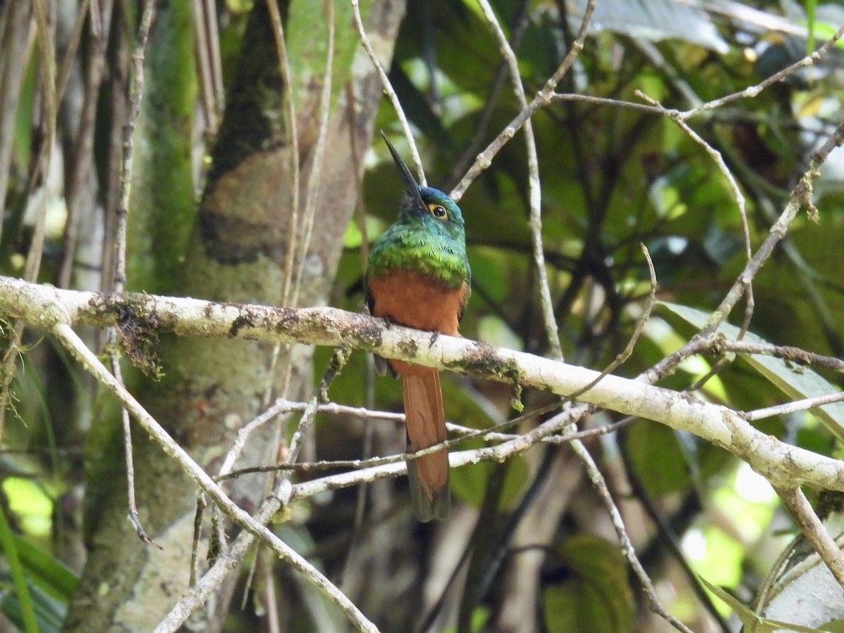 Coppery-chested Jacamar - ML643557141