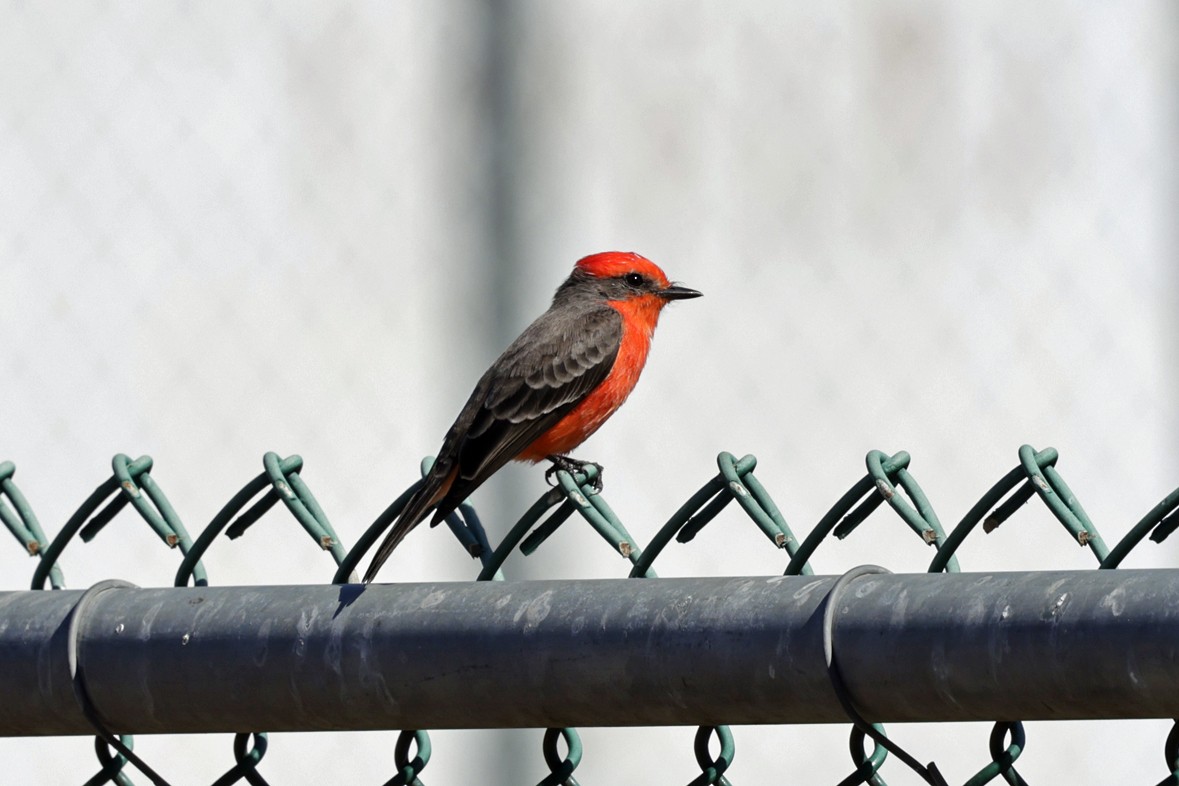 Vermilion Flycatcher - ML643557154