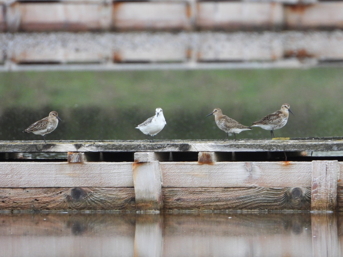 Побережник білий - ML643557163