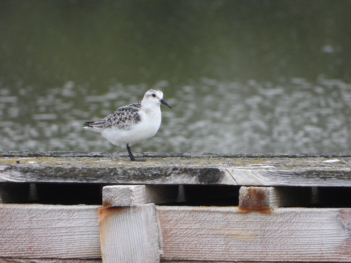 Побережник білий - ML643557164