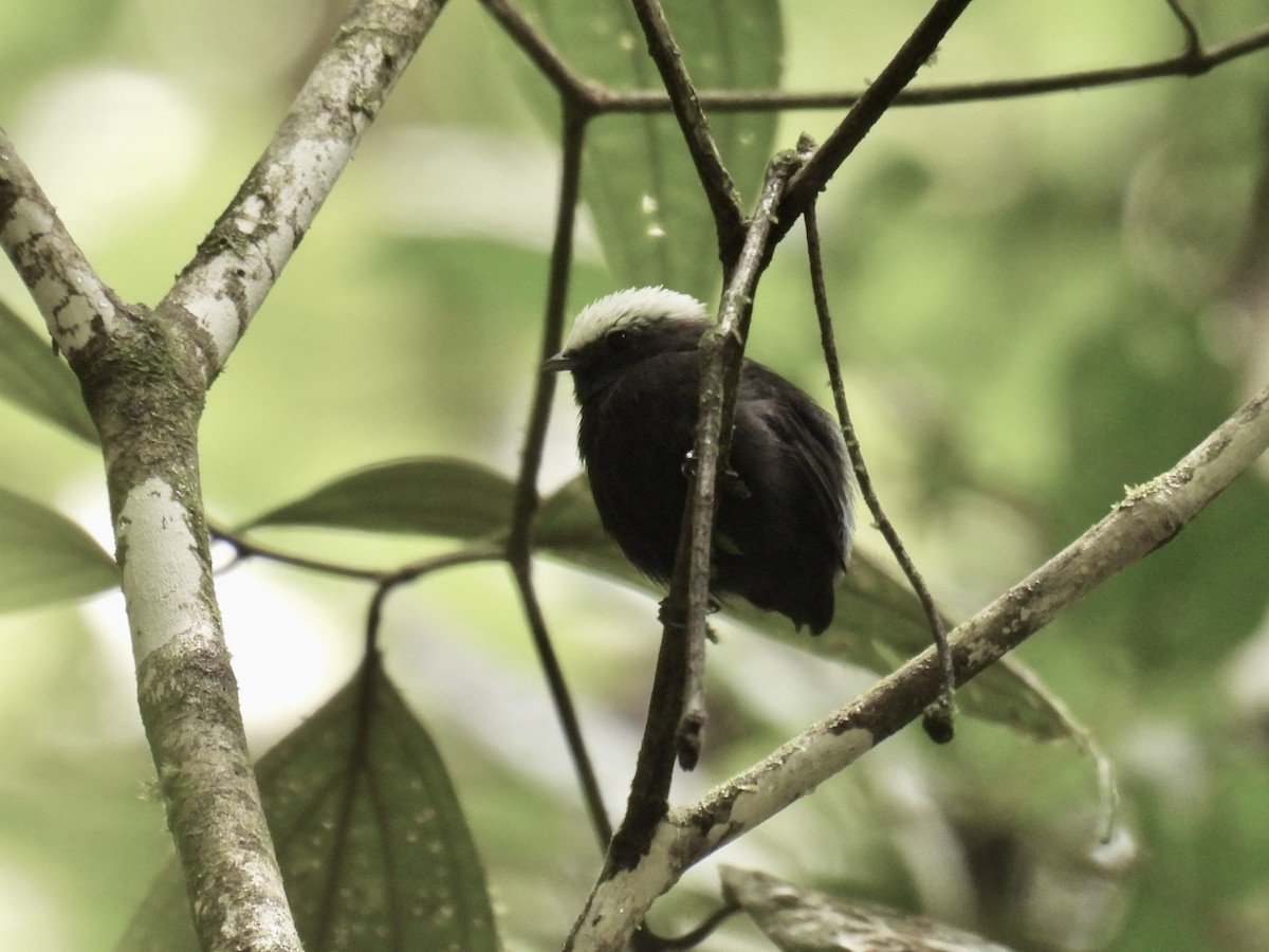 Blue-rumped Manakin - ML643557166