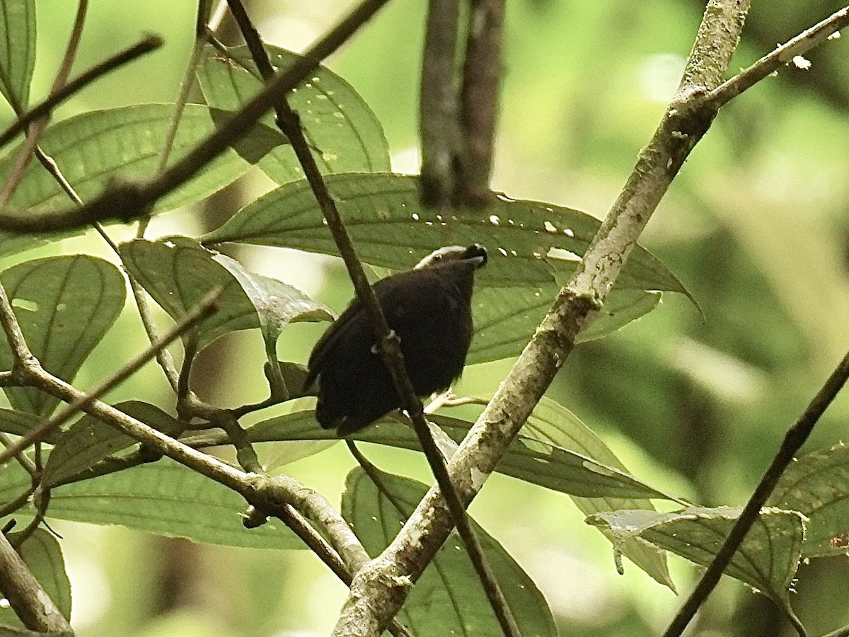 Blue-rumped Manakin - ML643557167