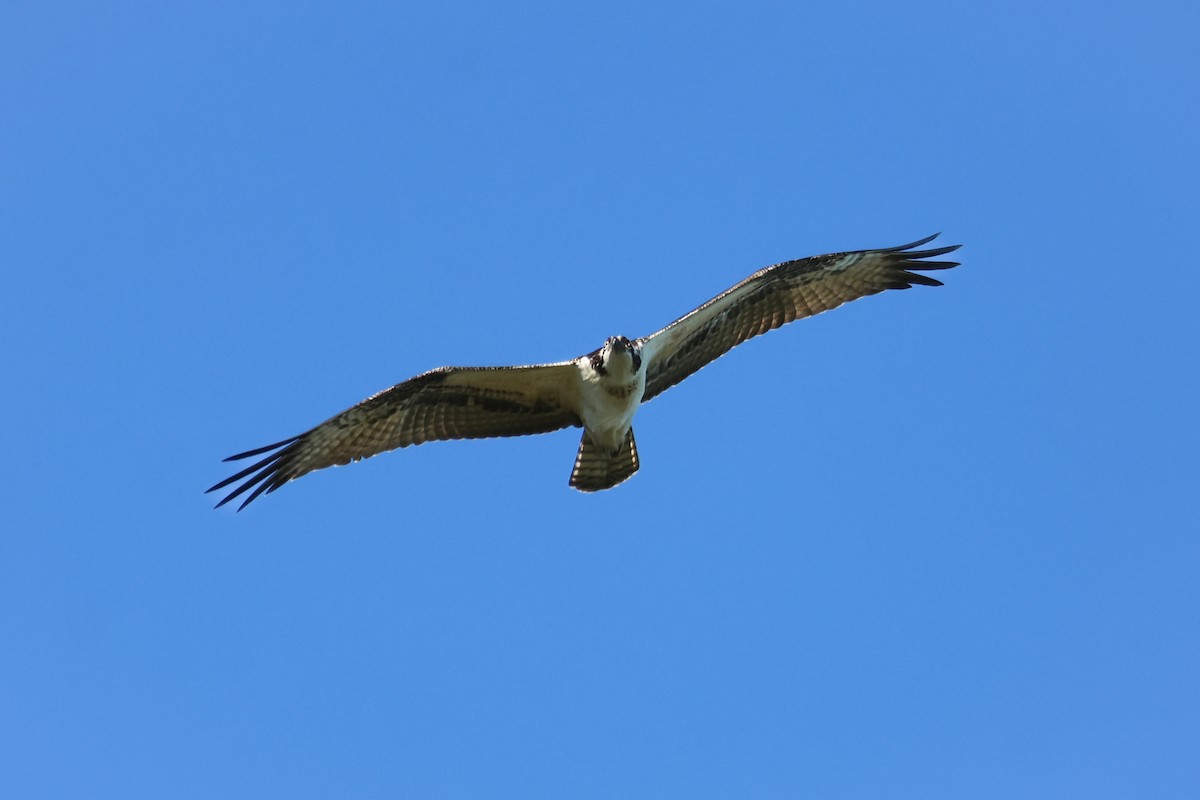 Osprey - ML643557173