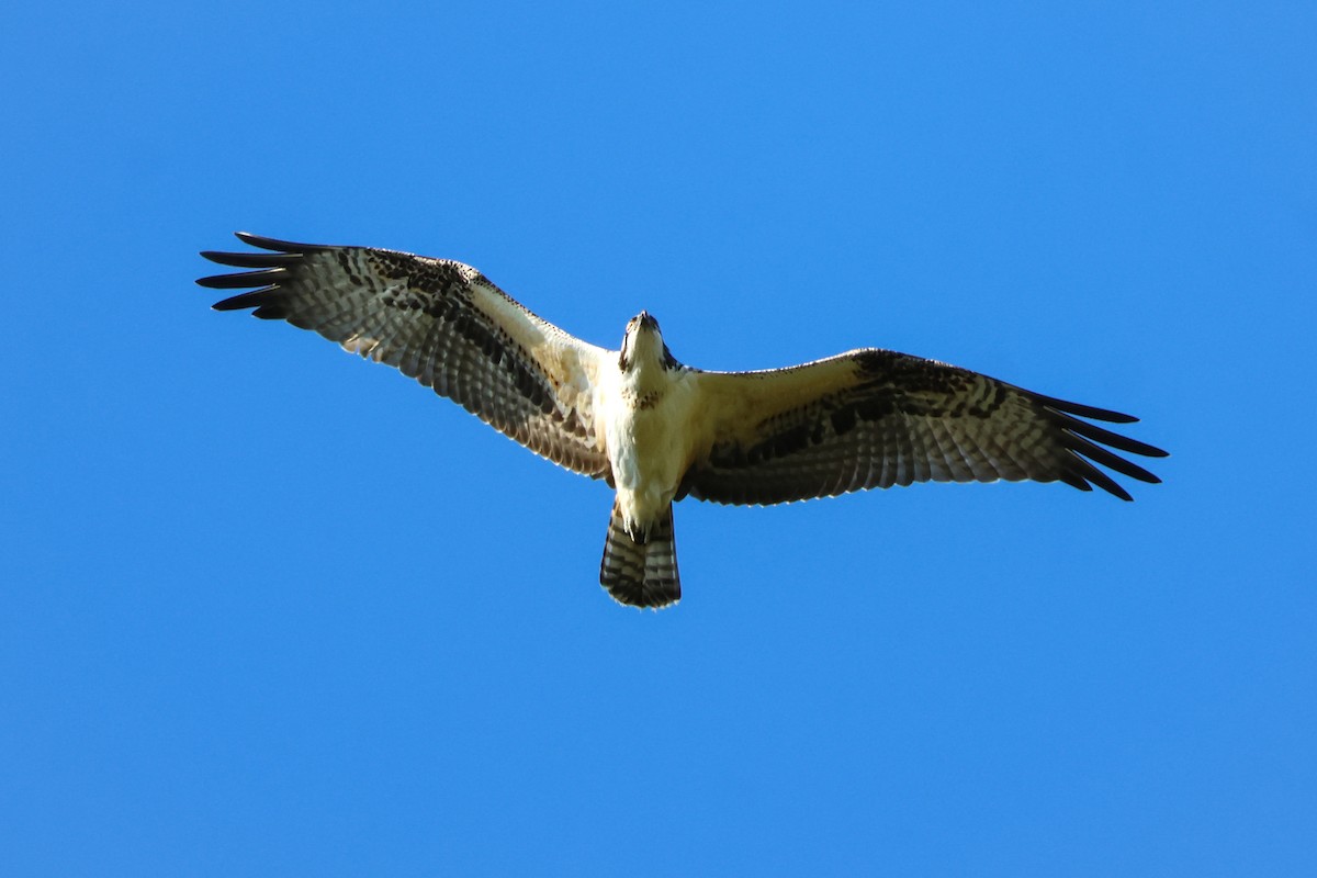 Osprey - ML643557174