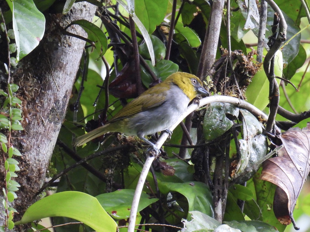 Yellow-throated Chlorospingus - ML643557176