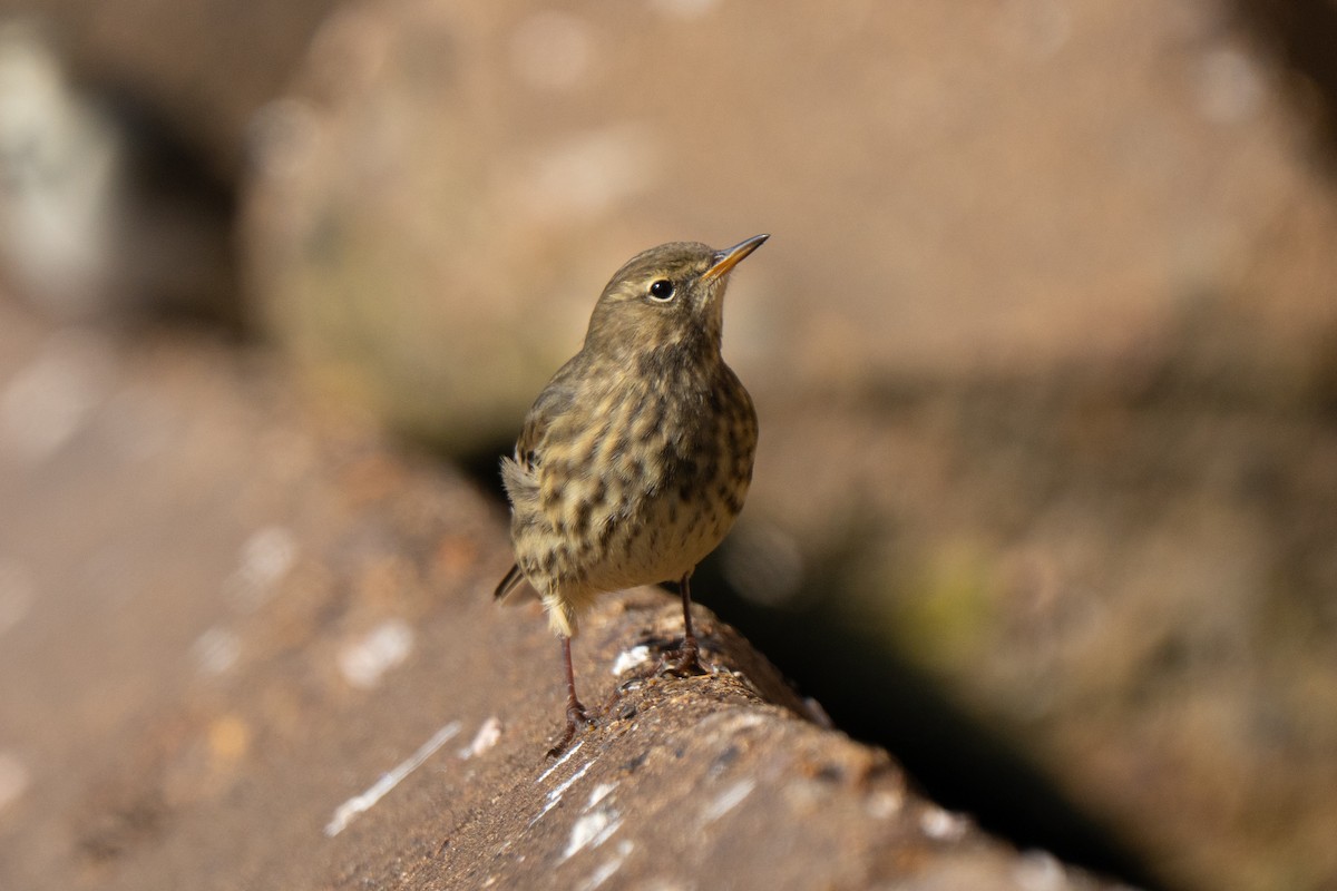 Rock Pipit - ML643557183