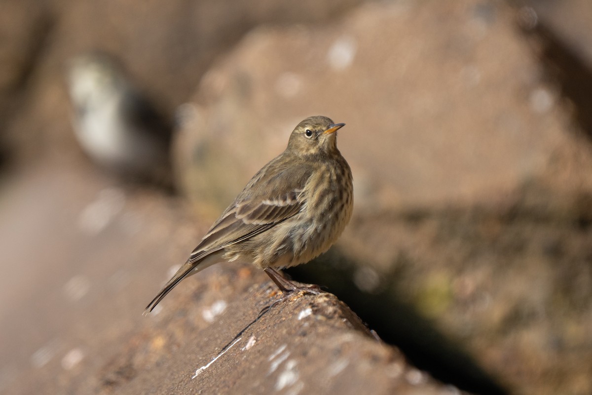 Rock Pipit - ML643557185