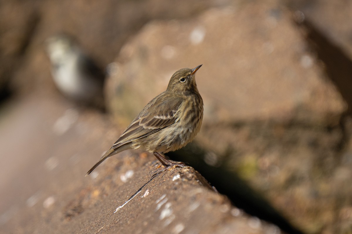 Rock Pipit - ML643557186
