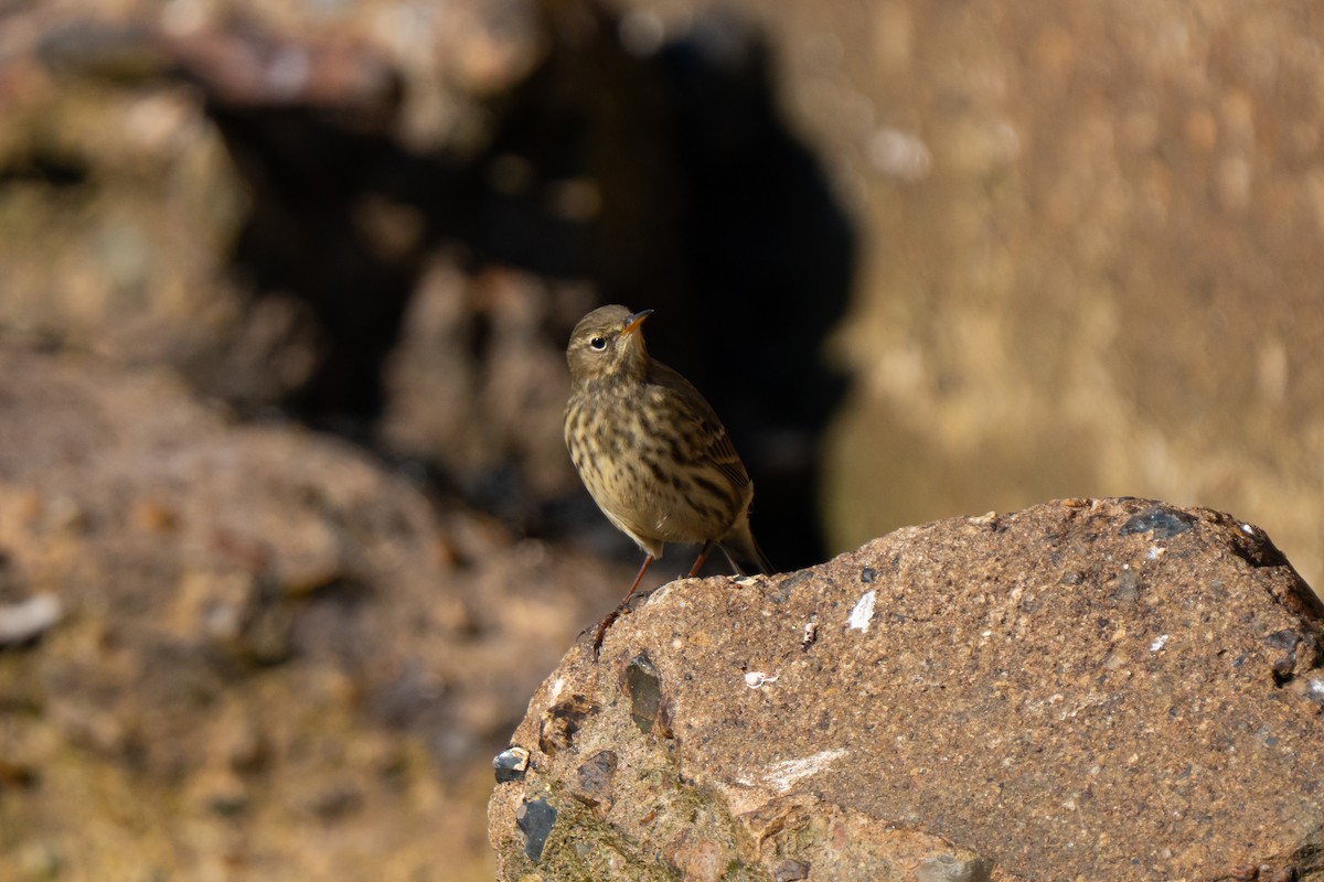 Rock Pipit - ML643557187